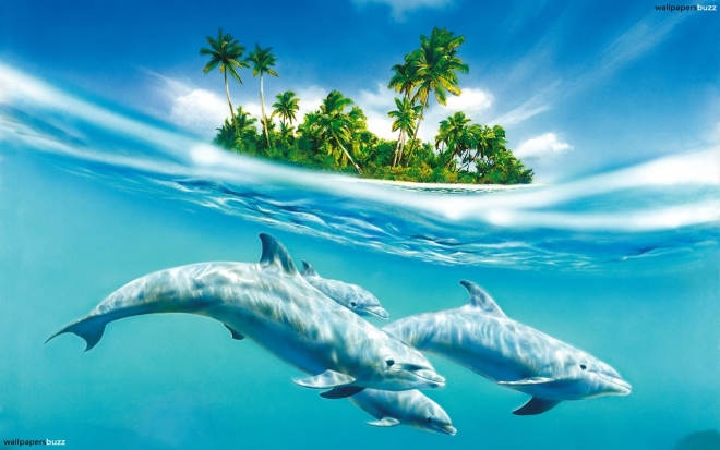 dolphins ocean wallpaper